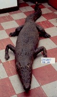Saltwater crocodile Collection Image, Figure 4, Total 13 Figures